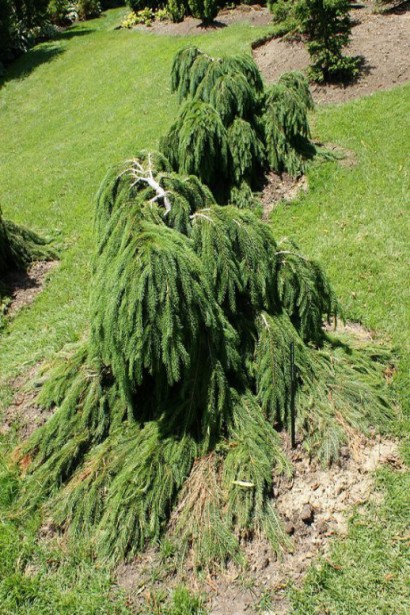 Ялина плакуча Фарманек